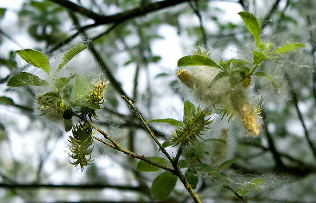 willow seeds