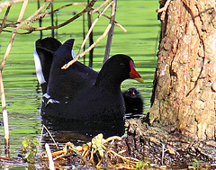 Moorhen and chick