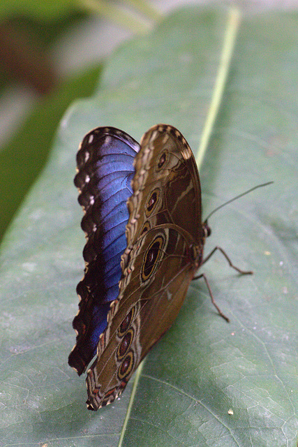 Common Blue Morpho