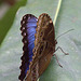 Common Blue Morpho