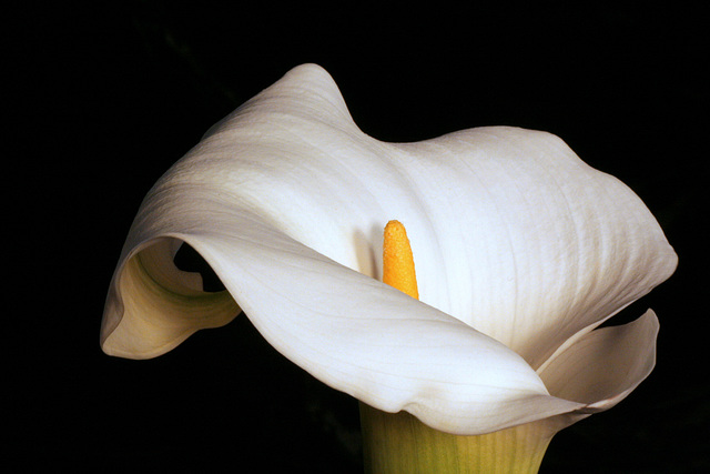 Calla Lily