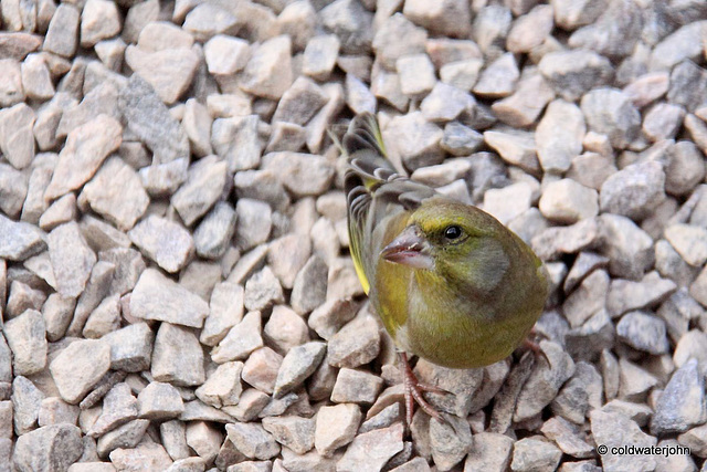 Greenfinch feeding amongst  the gravel