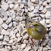 Greenfinch feeding amongst  the gravel