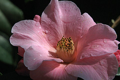 Pink Camellia