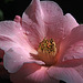 Pink Camellia