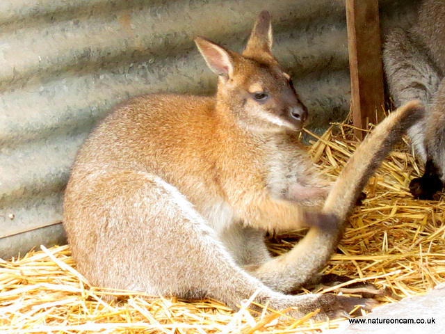 Wallaby playing!