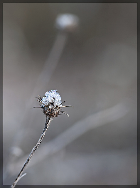 Snowy Star Thistle