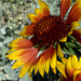 Gaillardia grandiflora