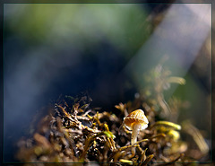 Spotlit Mushroom and a Dancing Fairy