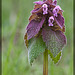 Purple Deadnettle: The 40th Flower of Spring!