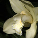 Cymbidium hybrid