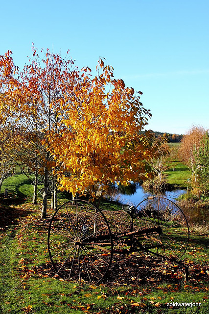 Cherry tree in autumn colouring 5153479707 o