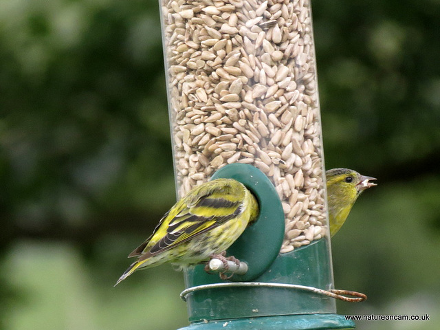 One or two Siskin(s)!