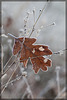 Sugar-Frosted Leaf Stuck in Weeds