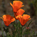 California poppy (Eschscholzia californica)