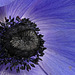 Blue Anemone