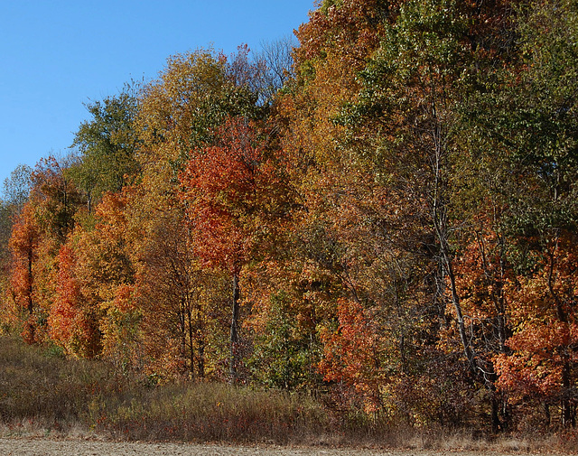 Fall Color