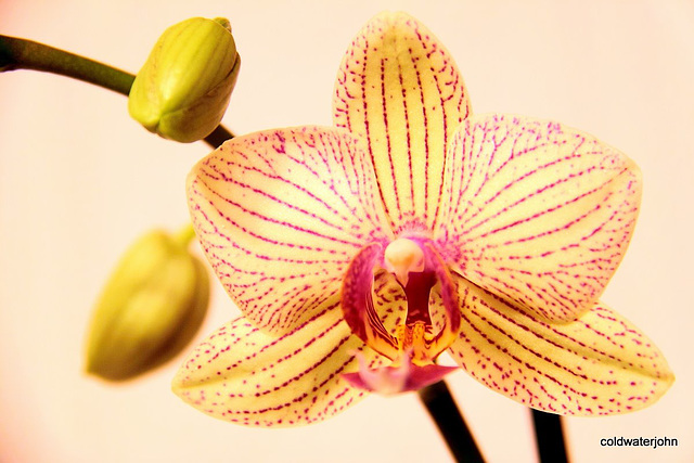 Phalaenopsis in flower