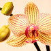 Phalaenopsis in flower