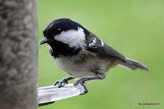 Coaltit