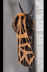 Gorgeous Ornate Tiger Moth: Side View