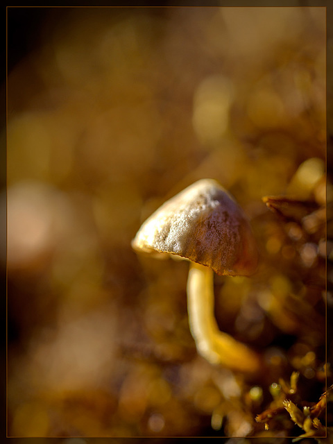 Mushroom in a Golden Glowing Light