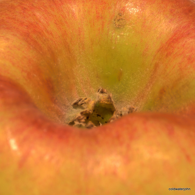 Howgate Wonder apple