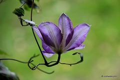 October Clematis