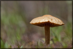 Meadow Mushroom Taking a Stroll