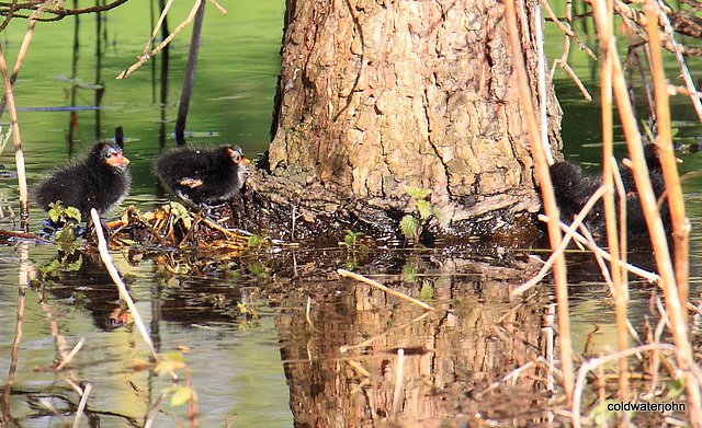 Moorhen chicks sunbathing Moorhen chicks sunbathing