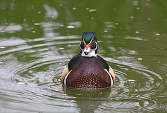 Male Wood Duck (Aix sponsa)