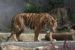 Bengal Tiger (Panthera tigris)