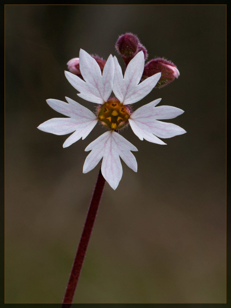 San Francisco Woodland Star: the 39th Flower of Spring!