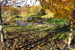 Autumn leaves from the last gales! 5154086648 o