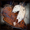 Pair of Frosty Leaves: Back and Front!