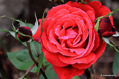 October garden roses