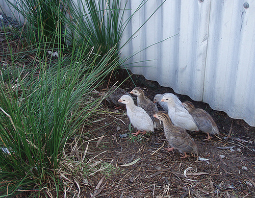 guinea fowl keets at 2 weeks old