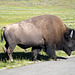 American Bison, Yellowstone National Park