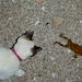 kitty finds a frog 2