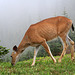 Black-tailed Deer