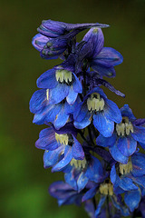 Delphinium