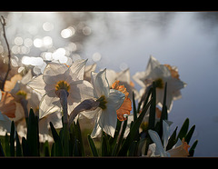 Daffodils in Silver Light