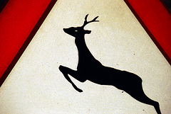 Warning: deer