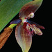 Pleurothallis talpinaria