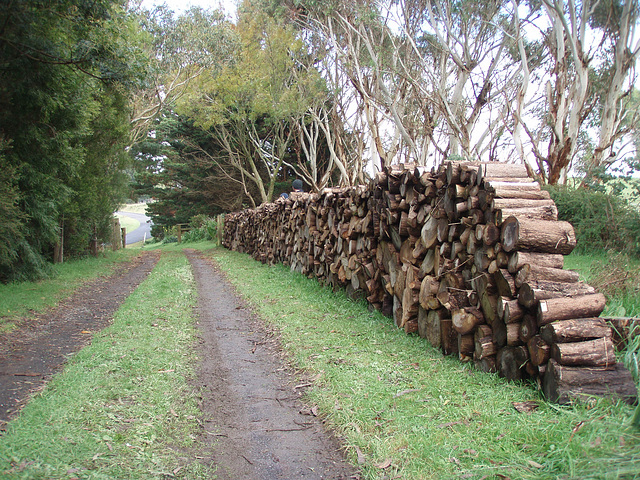 Wall of Wood