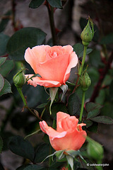 October garden roses