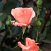 October garden roses