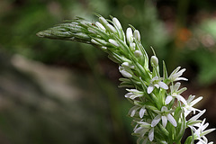 Piperia elegans