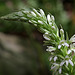 Piperia elegans