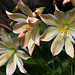 Mountain Rose (Lewisia tweedyi)